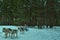 The girl in the sleigh controls the dog sled. Siberian huskies in the winter forest