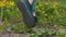 Girl in Sneakers and Jeans Walks Along a Rural path with Green Plants in Slow Mo