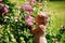 Girl sniffs lilac bushes. blooming gardens