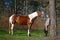 Girl sportswoman and her horse in the spring