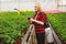 Girl sprays the plants. Girl working in greenhouses. Fertilizer plants