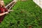 Girl sprays the plants. Girl working in greenhouses. Fertilizer plants