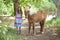 Girl standing with her Cute Icelandic Pony