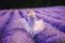 Girl standing with his back to lavender field of flowers in Provence France