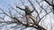 A girl stands on the branches of a tree and cuts off the shoots with garden shears.