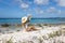 The girl in straw hat sitting on the beach with big seashell in the hand. Rear view.