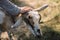 Girl stroke goat`s hands close up outdoors