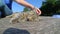 Girl strokes cat lying wooden surface of old wooden