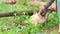 A girl strokes a cute dog pug on a walk in the woods