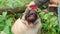 A girl strokes a cute dog pug on a walk in the woods