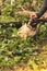 A girl strokes a cute dog pug on a walk in the woods