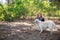 A girl stroking her pet in the park