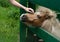 Girl stroking pony with blue eyes. Foal tactile therapy concept