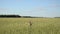 Girl swing wheat field