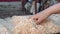 Girl takes in hand wood sawdust