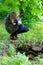 A girl takes pictures of a fox who looks out of hiding.