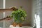 Girl taking care about Ficus plant at home, holding houseplant in ceramic pot, touching green leaves