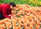 Girl taking care of Tulips in Keukenhof Flower Garden