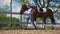 Girl Taking Her Bay Horse For A Ride Holding Its Lead Rope In The Sandy Arena