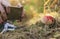 Girl taking photography of fly agaric mushrooms in autumn forest