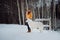 Girl teaches how to stand a dog in winter park. The girl with the Maremma . Forest on background
