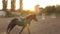 Girl is teaching a horse to run around in a circle