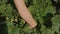 Girl tears up zucchini. Close up of farmer hands with vegetable marrow or zucchini. Farmer harvesting. Worker season