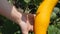 Girl tears up zucchini. Close up of farmer hands with vegetable marrow or zucchini. Farmer harvesting. Worker season