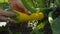 Girl tears up zucchini. Close up of farmer hands with vegetable marrow or zucchini. Farmer harvesting. Worker season