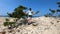 Girl touches a tree branch on the shore