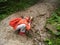 The girl tourist drinks water from a mountain stream. Tatra mountains, Poland