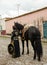 Girl in traditional Mexican outfit and black horse