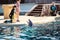 Girl with a trainer playing with a dolphin at Seaworld in Orlando, Florida