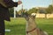 A girl is training a West Siberian Laika dog.