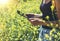 Girl traveler using gadget on yellow flowers background close. Female hands photographer take view sun flare on cell camera