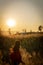 The girl travels in the grass field at sunset