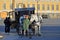 Girl treats carrot-drawn carriage white horse at the Palace square in Saint-Petersburg