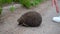 The girl tries to push the hedgehog off the edge of the road so that it is not crushed by a car