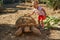 Girl and turtle. A cute little baby and large land water turtle on land in zoo.