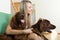 Girl with two Irish setters at home