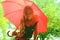 Girl under pink umbrella over green