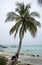 Girl in Vacation under a palm tree.