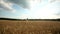 Girl violinist playing the violin in wheat field.