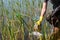 Girl volunteer collects garbage from the pond