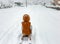 Girl walk alone sitting rides sled in winter, snowy street outside cold, countryside