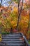 Girl is walking in Autumn forest stairway path