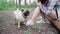 Girl walking with a dog breed pug in the Park. Pug resting in the woods