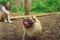 Girl walking with a dog breed pug in the Park. Pug resting in the woods