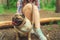 Girl walking with a dog breed pug in the Park. Pug resting in the woods