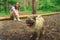 Girl walking with a dog breed pug in the Park. Pug resting in the woods